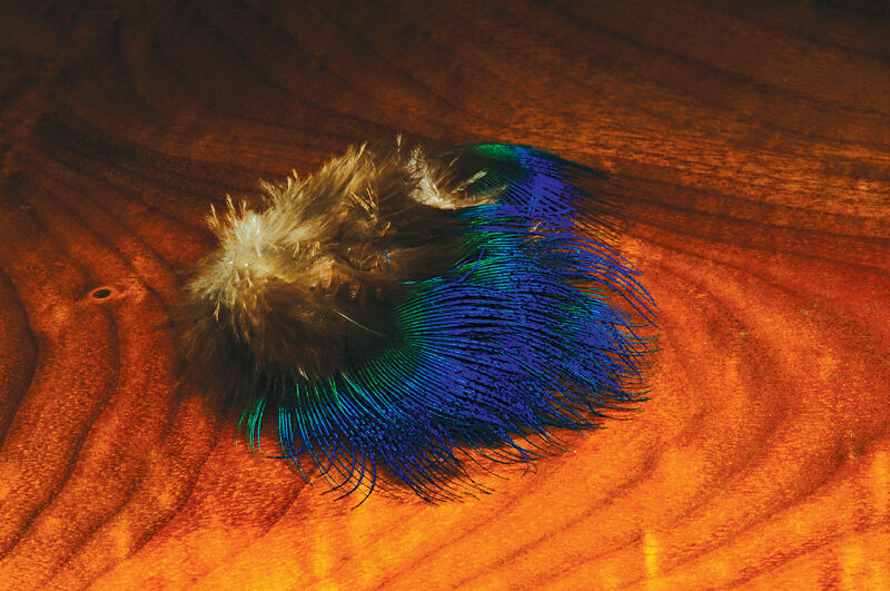 Blue Peacock Feathers