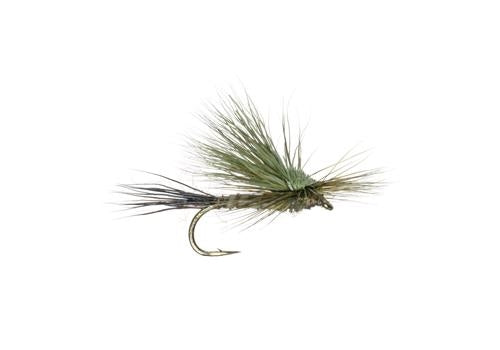 Gunnison Green Drake - 12