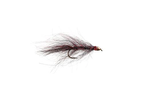 Ruby Eyed Leech Black/Red