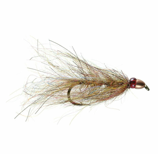 Ruby Eyed Leech Canadian Olive