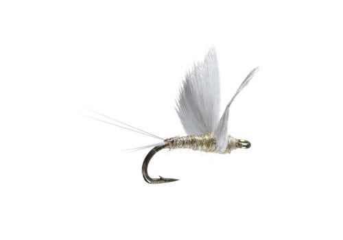 No Hackle Gray/Yellow