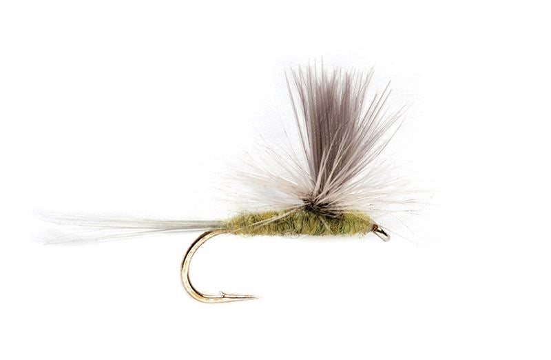 Blue wing Olive Parachute