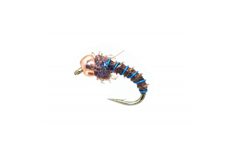 Biot Pupa - Brown/Blue