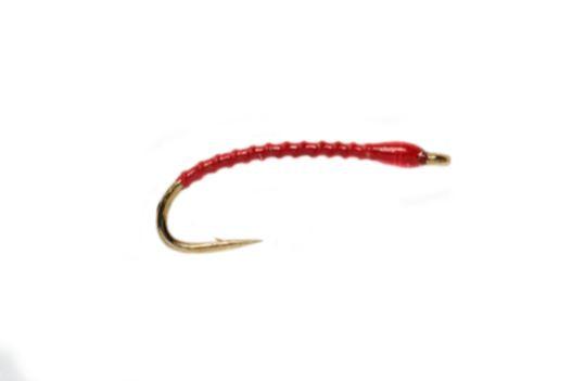 Boroff's Anneworm - Red