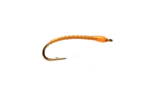 Boroff's Anneworm - Sunburst
