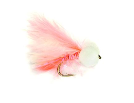 Booby Coral Straggle