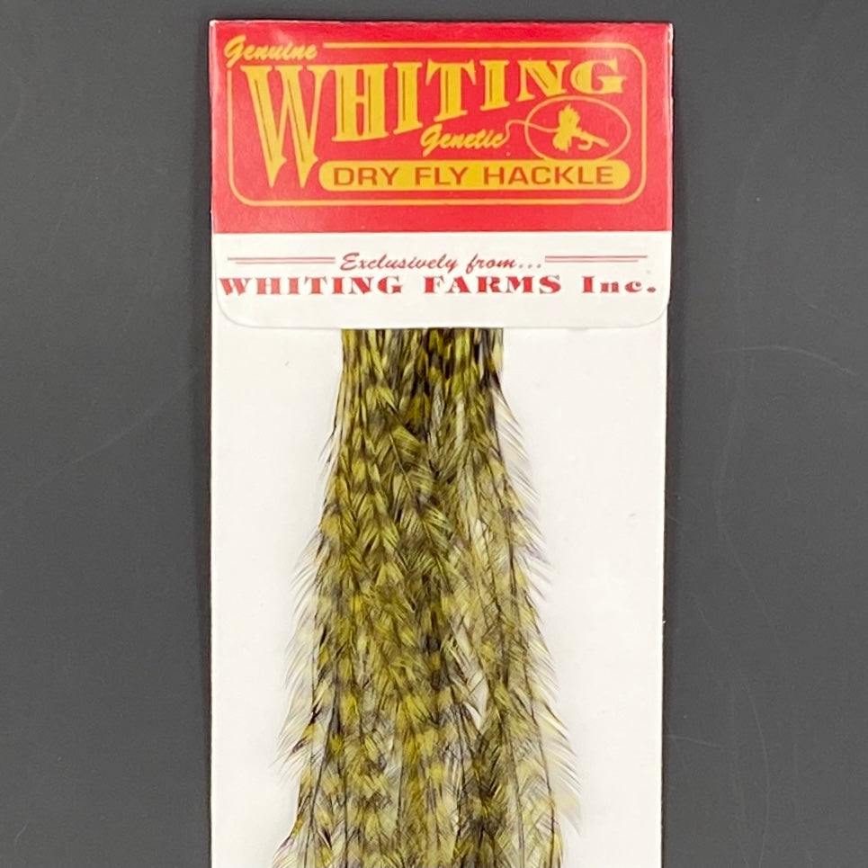 Whiting 100 Pack Dry Fly Hackle - Grizzly dyed Dark Olive - 14