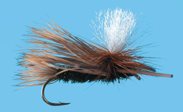 Para. X - Peacock Body