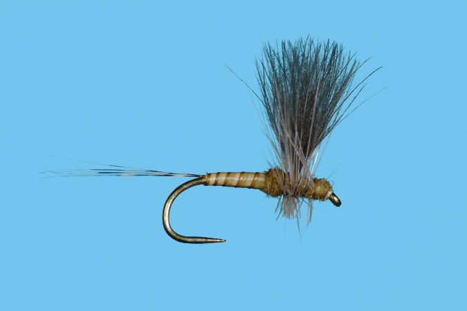 Harrop's CDC Thorax - BWO