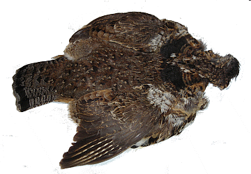 Nature's Spirit Ruffed Grouse Skin