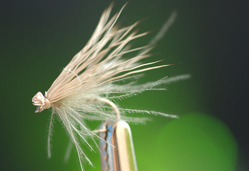 CDC & Elk Caddis Dry Fly Tutorial