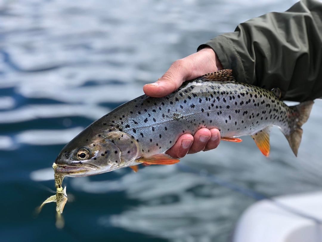 Gold Trout Slider - Fly Fish Food
