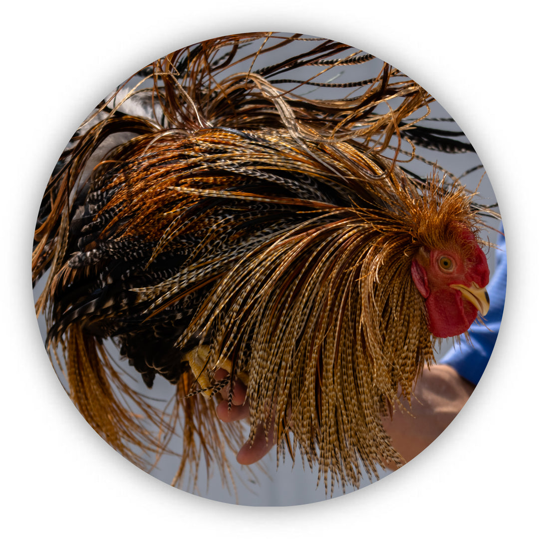 Flash Hackle - Fly Fish Food