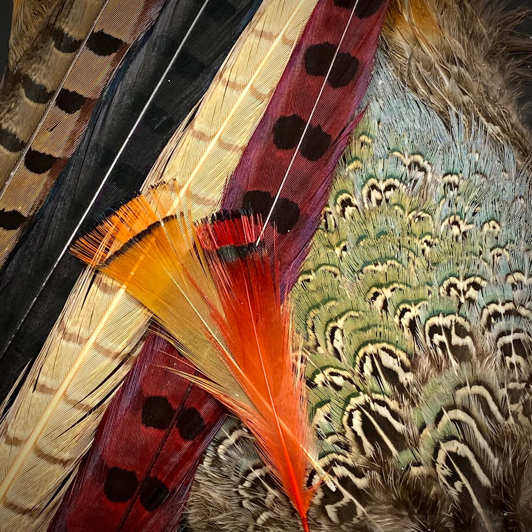 Pheasant Feathers - Fly Fish Food