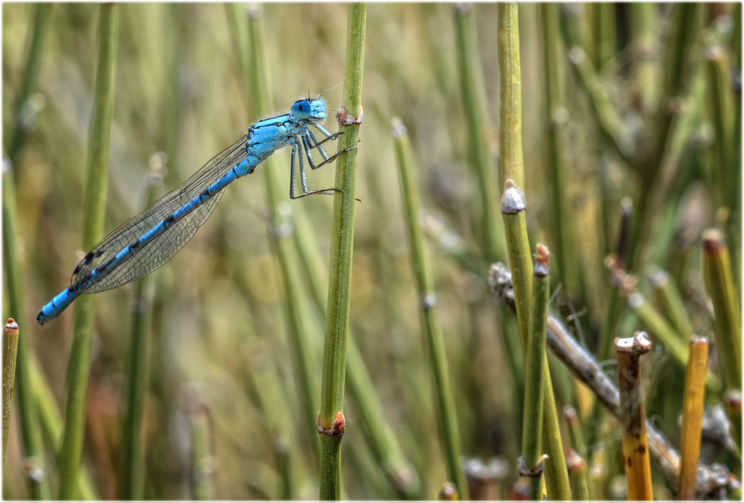 Damsel Flies - Fly Fish Food