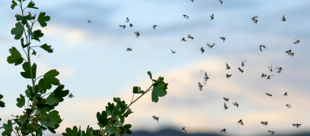Clearance Items - Fly Fish Food