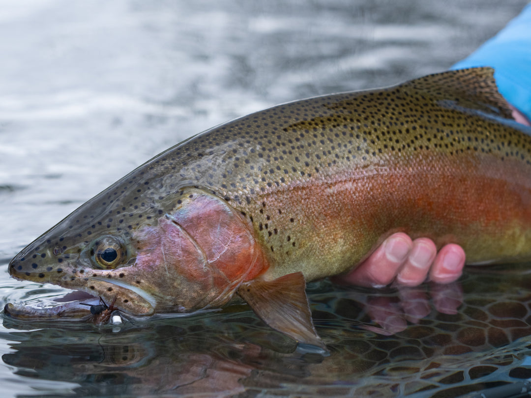 Fly Fishing Gear - Fly Fish Food