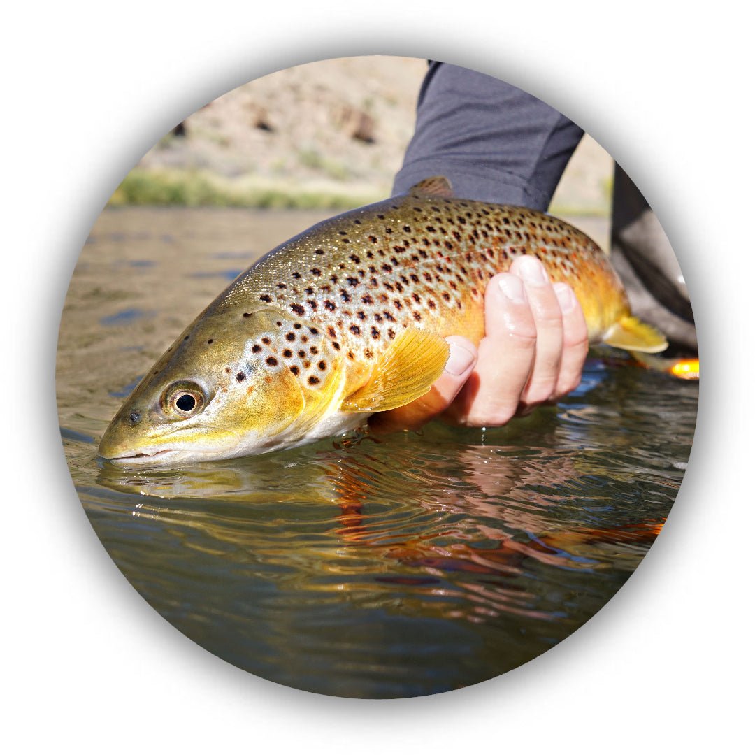 High Water Collection - Fly Fish Food