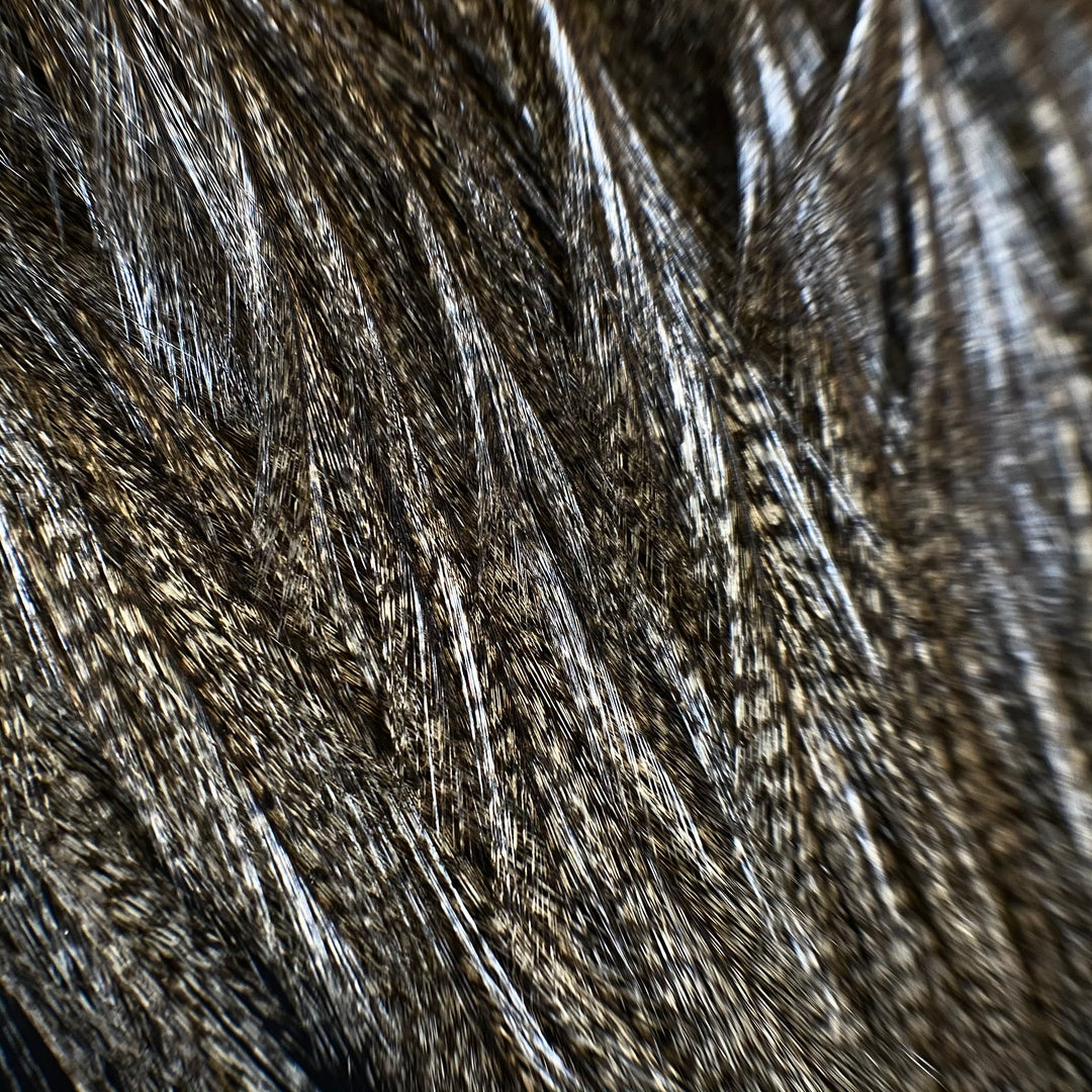 Coq De Leon Rooster - Fly Fish Food