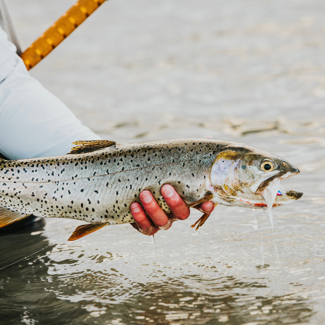 Streamer fishing - Fly Fish Food