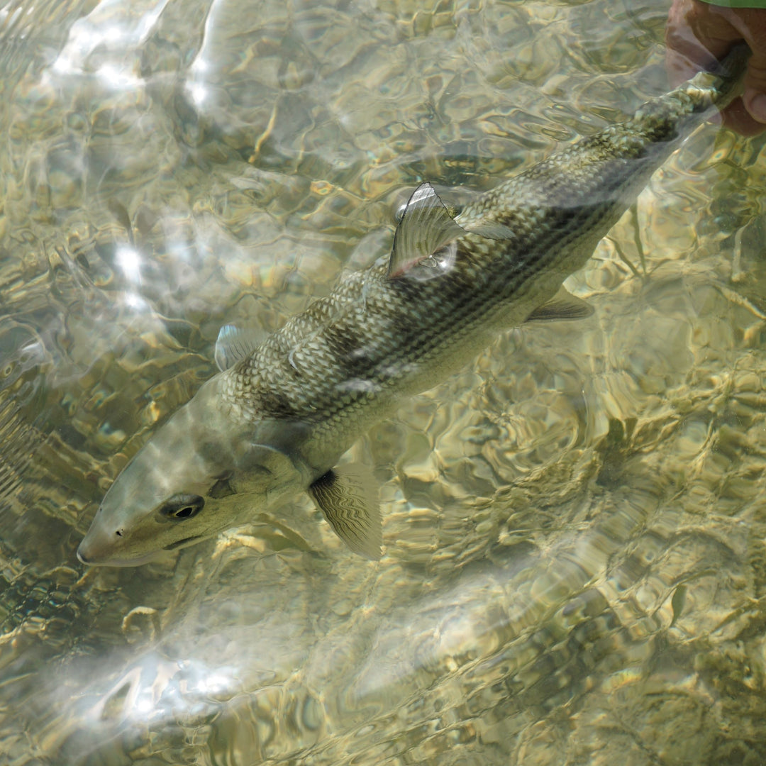 Saltwater Rods - Fly Fish Food
