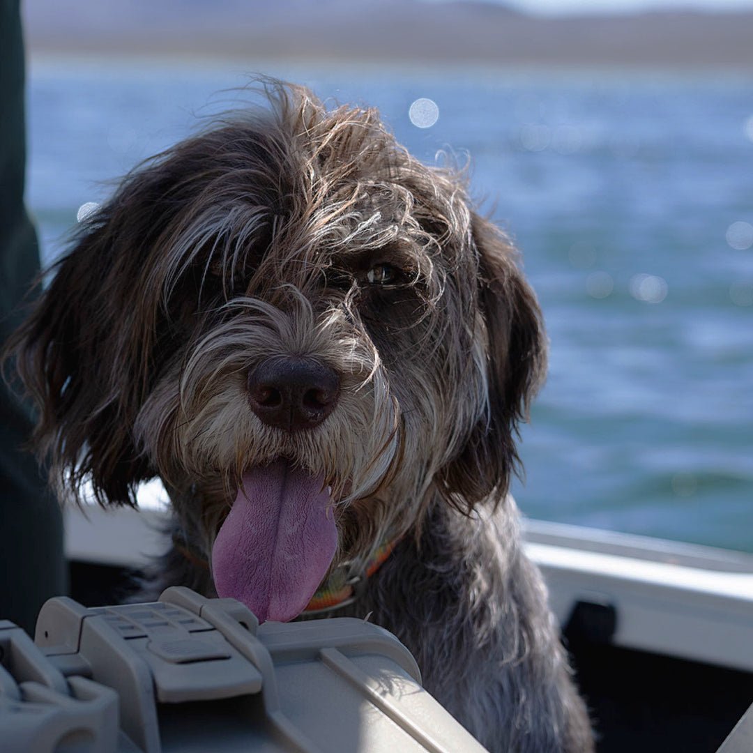 Staff Favorites - Fly Fish Food