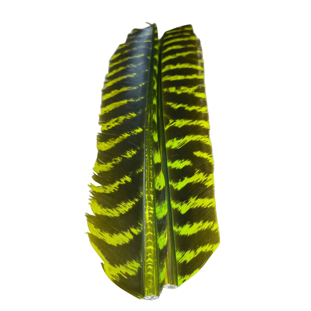 Barred Turkey Biot Quill Pair - Feathers & Marabou - Fly Fish Food