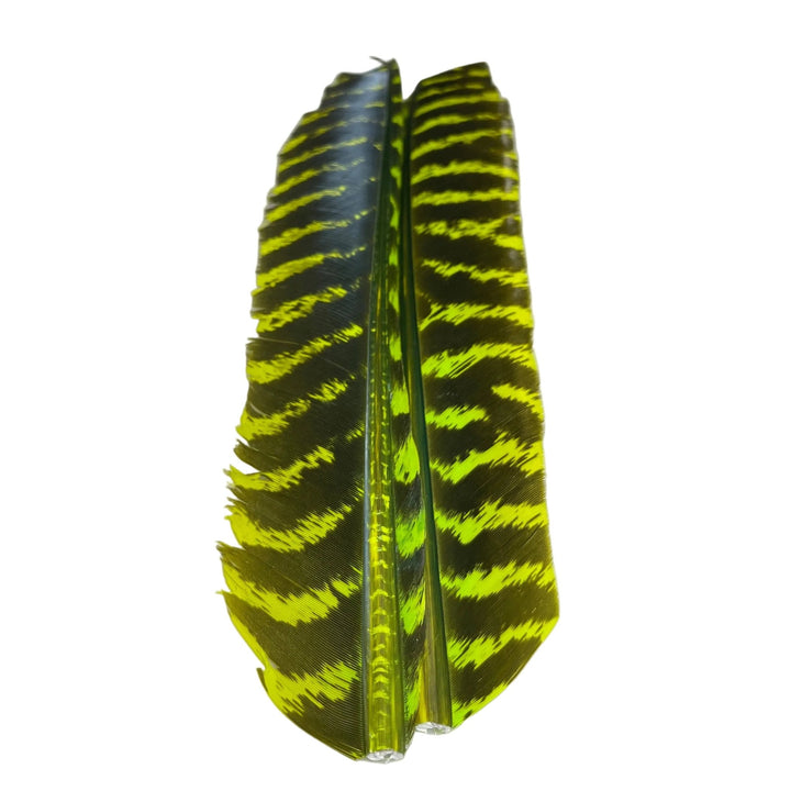 Barred Turkey Biot Quill Pair - Feathers & Marabou - Fly Fish Food