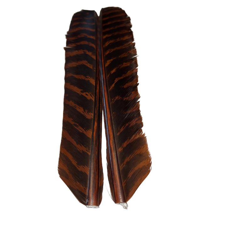 Barred Turkey Biot Quill Pair - Feathers & Marabou - Fly Fish Food