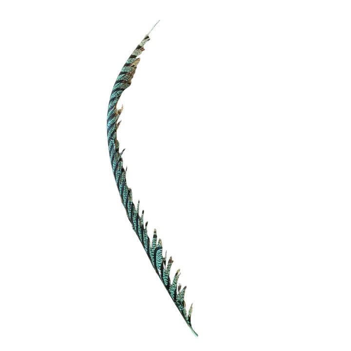 Lady Amherst Center Tail Feather - Feathers & Marabou - Fly Fish Food