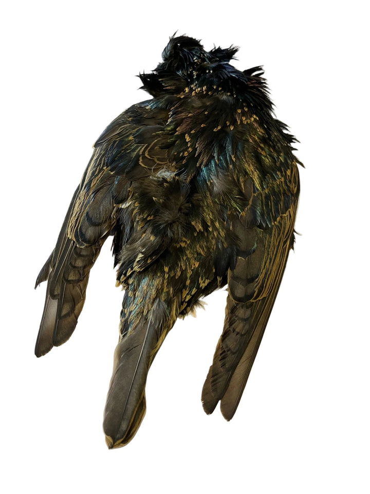Starling Skin Dyed - Feathers & Marabou - Fly Fish Food