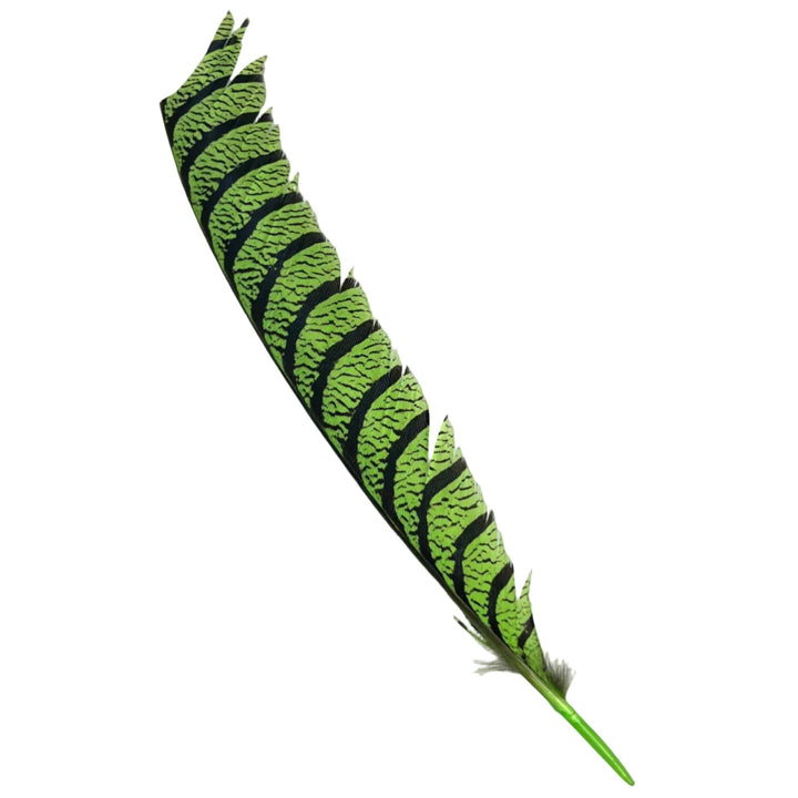 Lady Amherst Center Tail - Halfs - Feathers & Marabou - Fly Fish Food