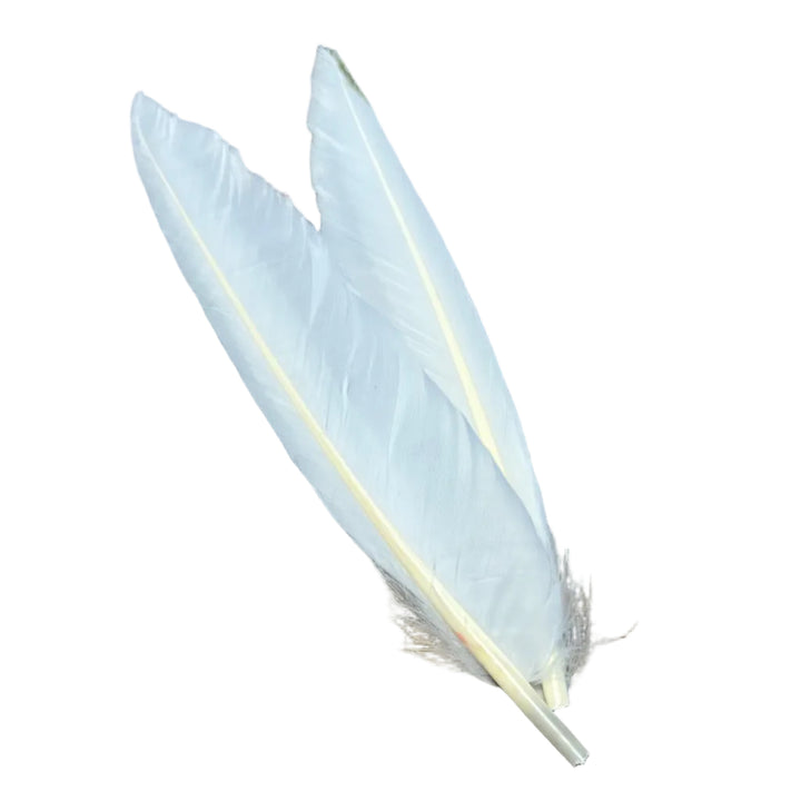 Duck Quills - 2 Pair - Feathers & Marabou - Fly Fish Food