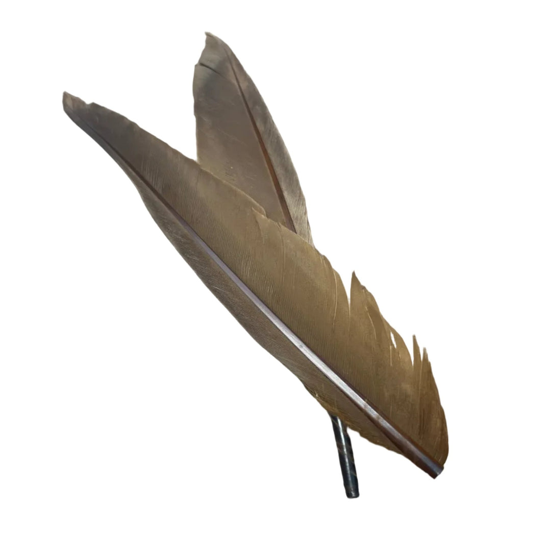 Duck Quills - 2 Pair - Feathers & Marabou - Fly Fish Food