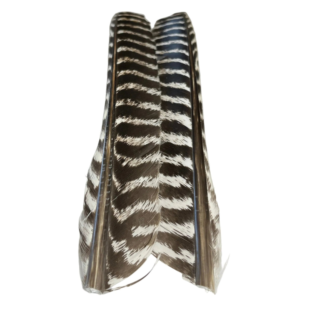 Barred Turkey Biot Quill Pair - Feathers & Marabou - Fly Fish Food