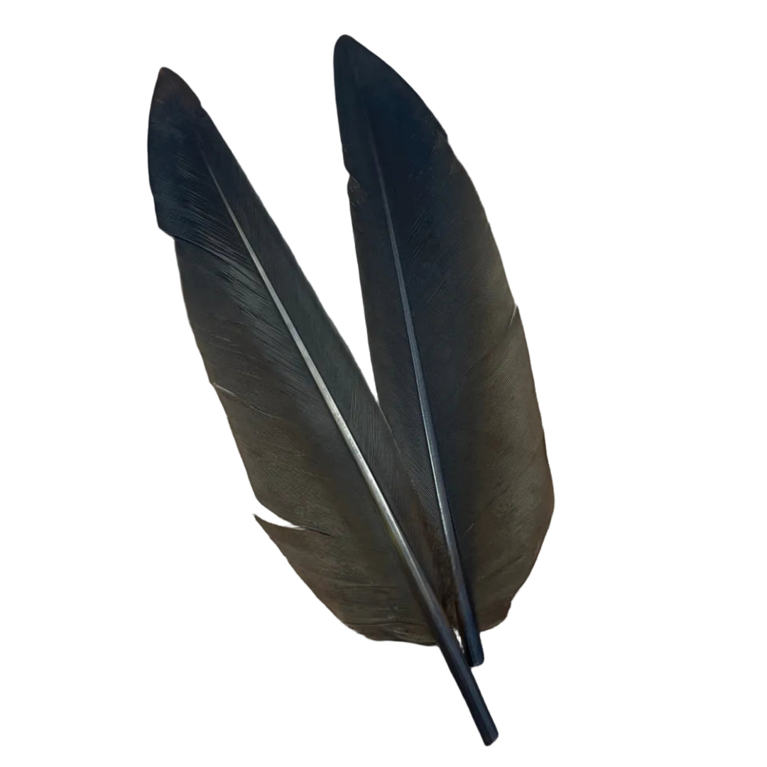 Duck Quills - 2 Pair - Feathers & Marabou - Fly Fish Food