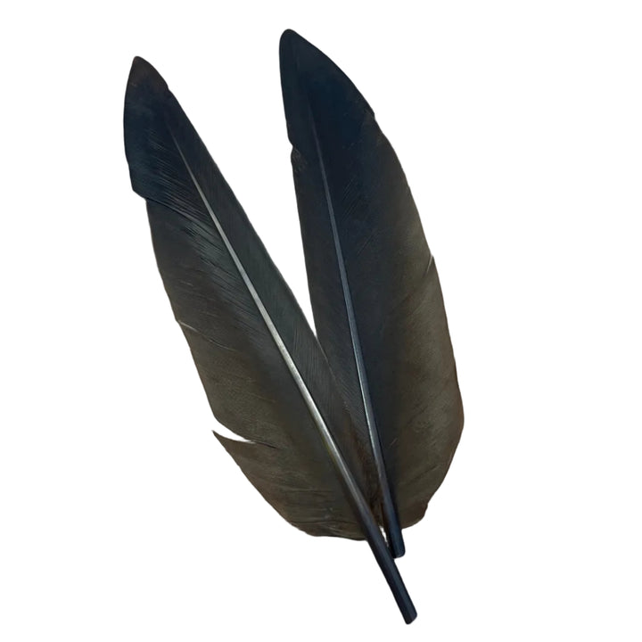 Duck Quills - 2 Pair - Feathers & Marabou - Fly Fish Food