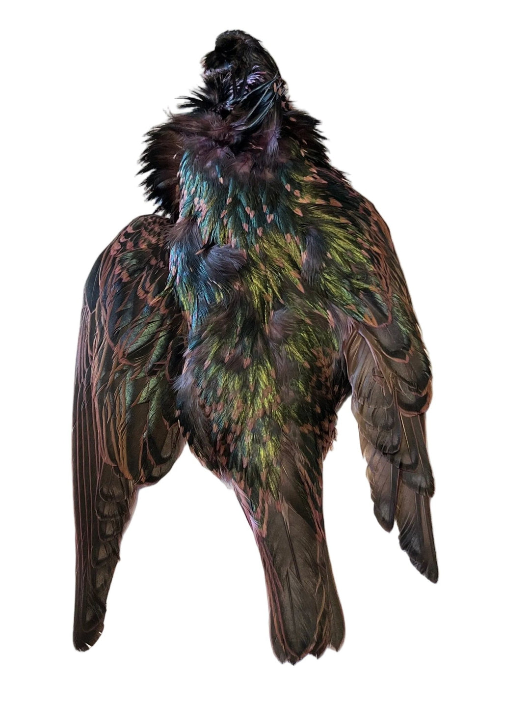 Starling Skin Dyed - Feathers & Marabou - Fly Fish Food