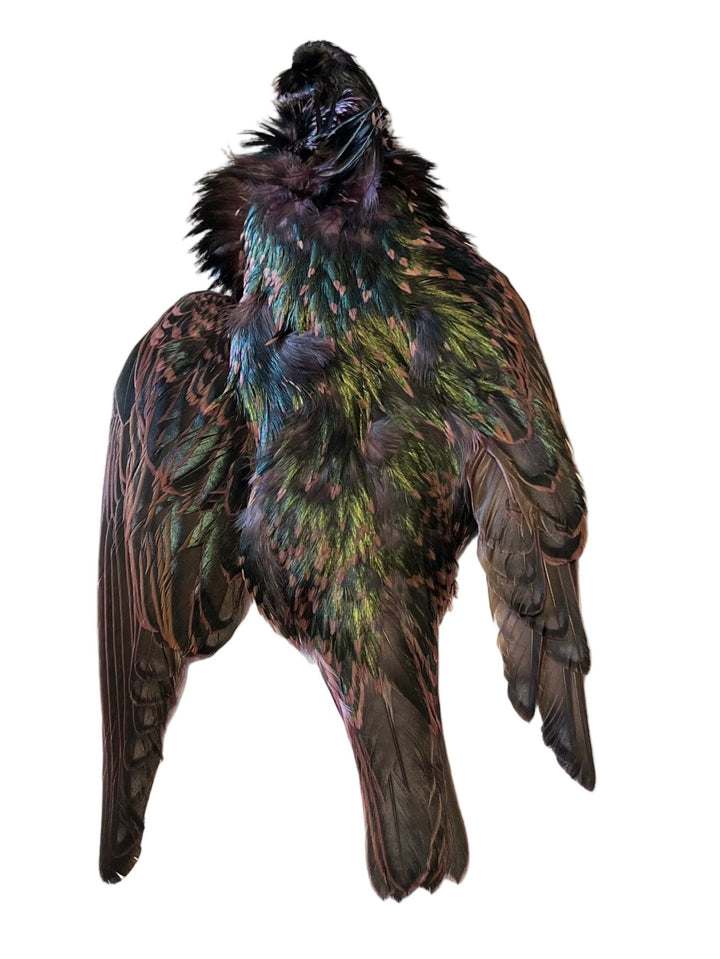 Starling Skin Dyed - Feathers & Marabou - Fly Fish Food