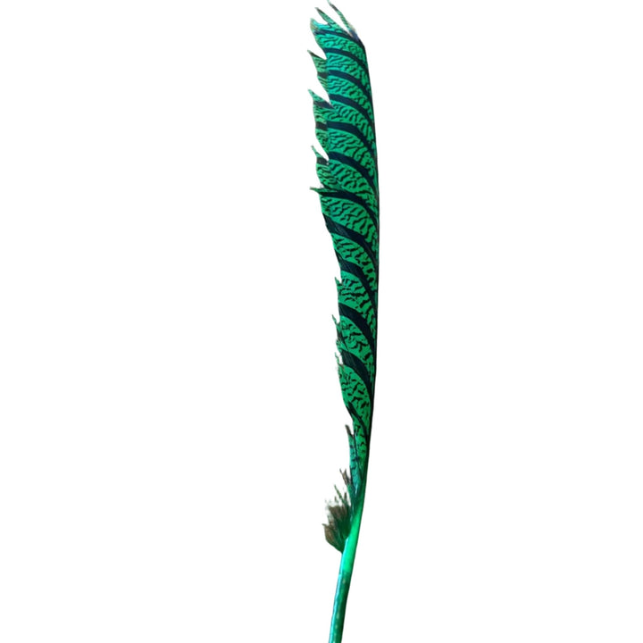 Lady Amherst Center Tail - Halfs - Feathers & Marabou - Fly Fish Food