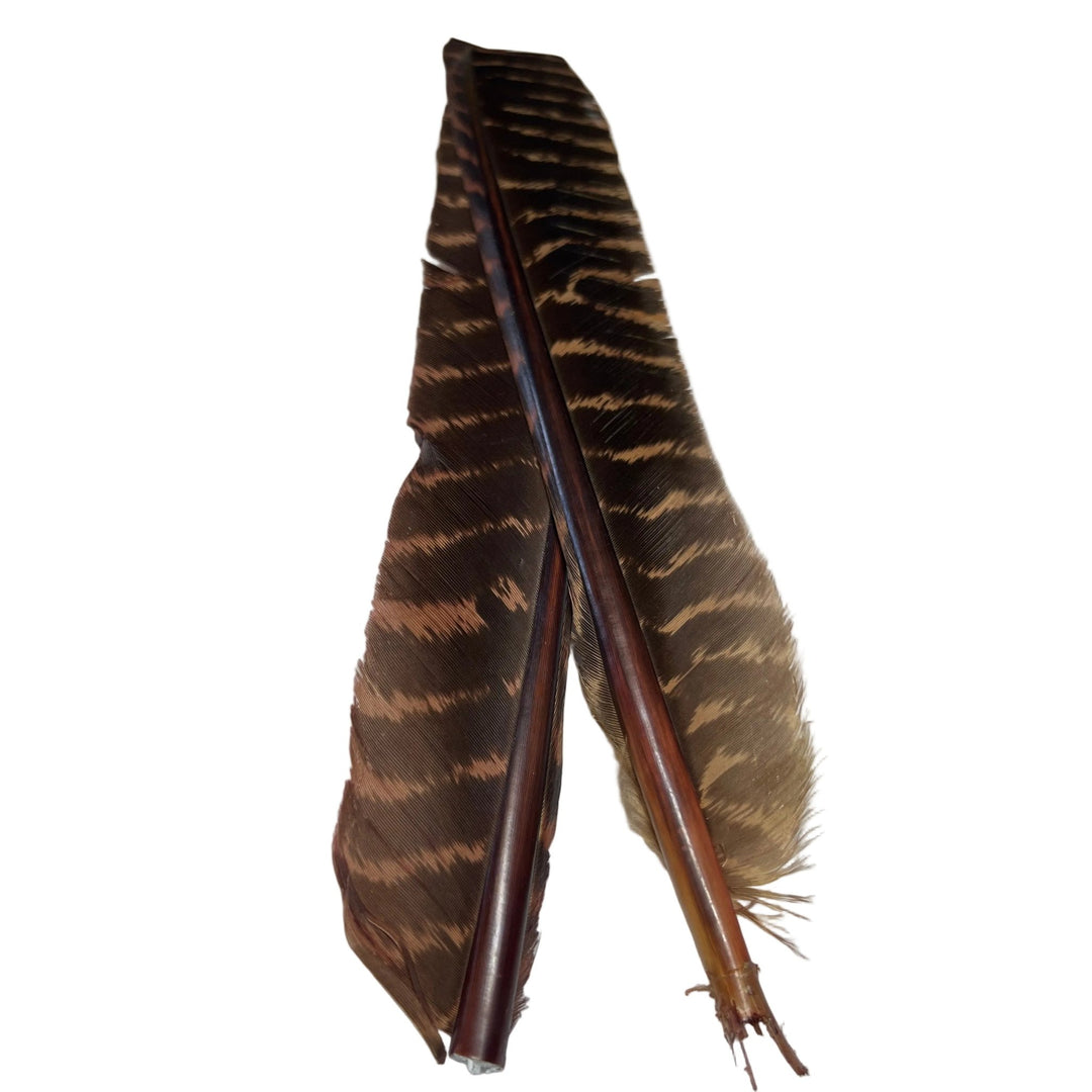 Barred Turkey Biot Quill Pair - Feathers & Marabou - Fly Fish Food