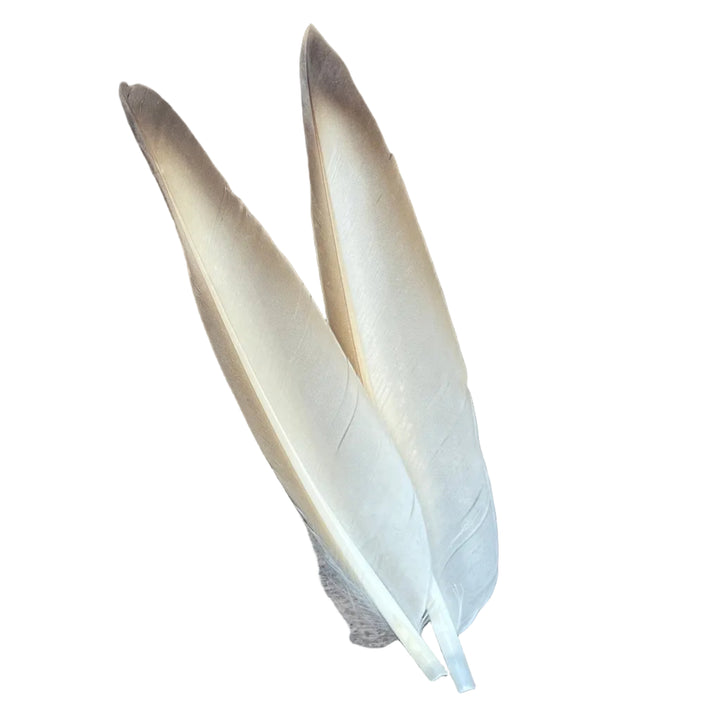 Duck Quills - 2 Pair - Feathers & Marabou - Fly Fish Food