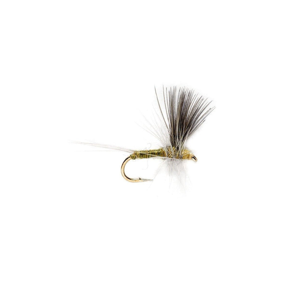 Blue Winged Olive Thorax - Flies - Fly Fish Food