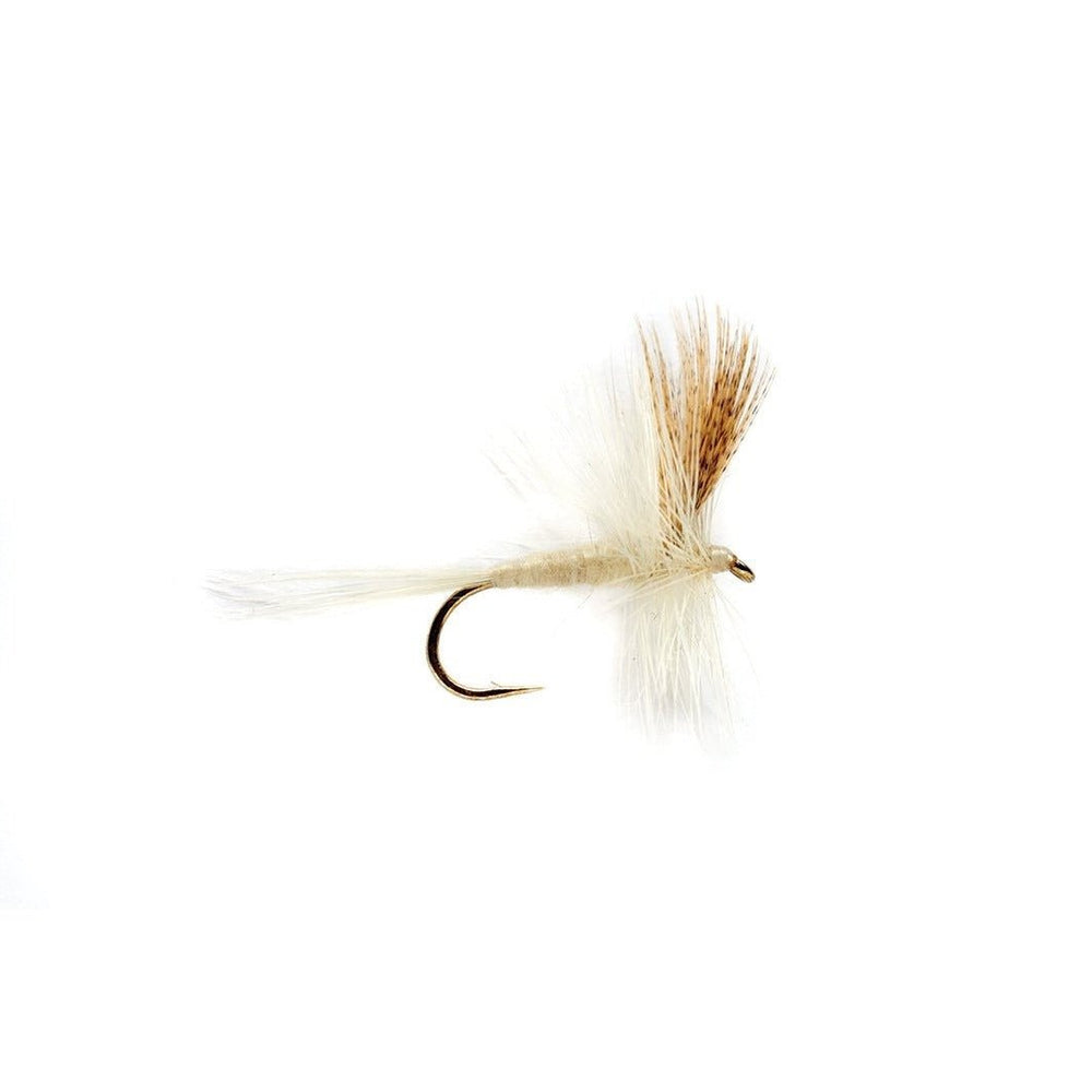 Light Cahill 14
