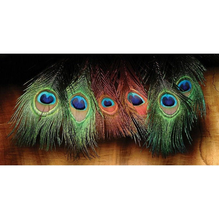 Hareline Dyed Peacock Eye Sticks - Feathers &amp; Marabou - Fly Fish Food
