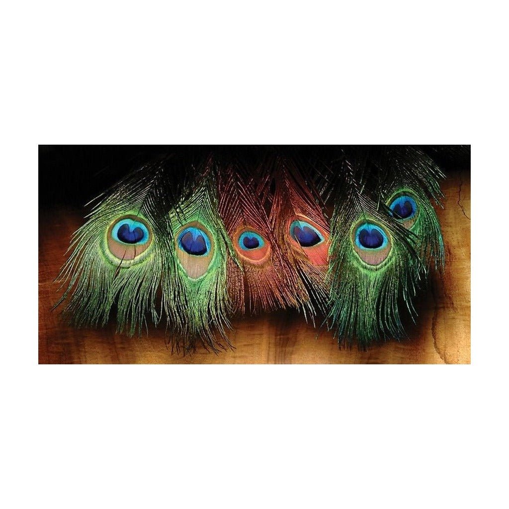 Hareline Dyed Peacock Eye Sticks - Feathers &amp; Marabou - Fly Fish Food