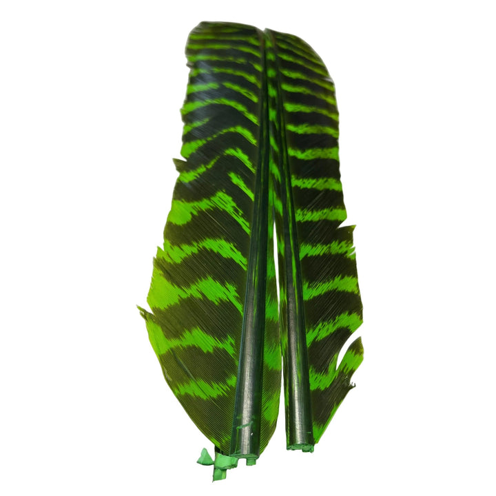 Barred Turkey Biot Quill Pair - Feathers & Marabou - Fly Fish Food