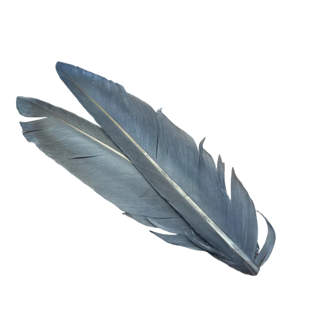 Duck Quills - 2 Pair - Feathers & Marabou - Fly Fish Food
