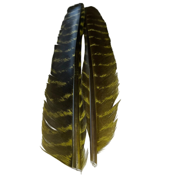 Barred Turkey Biot Quill Pair - Feathers & Marabou - Fly Fish Food