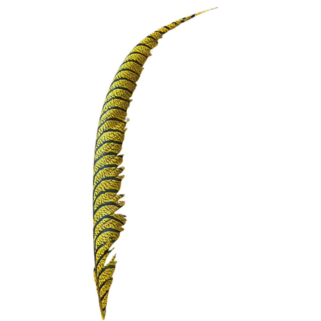 Lady Amherst Center Tail Feather - Feathers & Marabou - Fly Fish Food